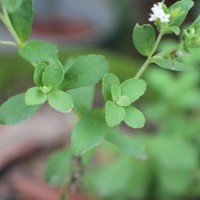 Stevia rebaudiana (Bertoni) Bertoni